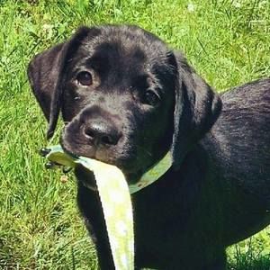 Meet your Posher, Perry